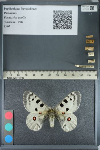 Media type: image;   Entomology 175044
